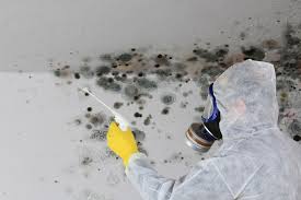 Best Mold Damage Restoration  in Harris Hill, NY